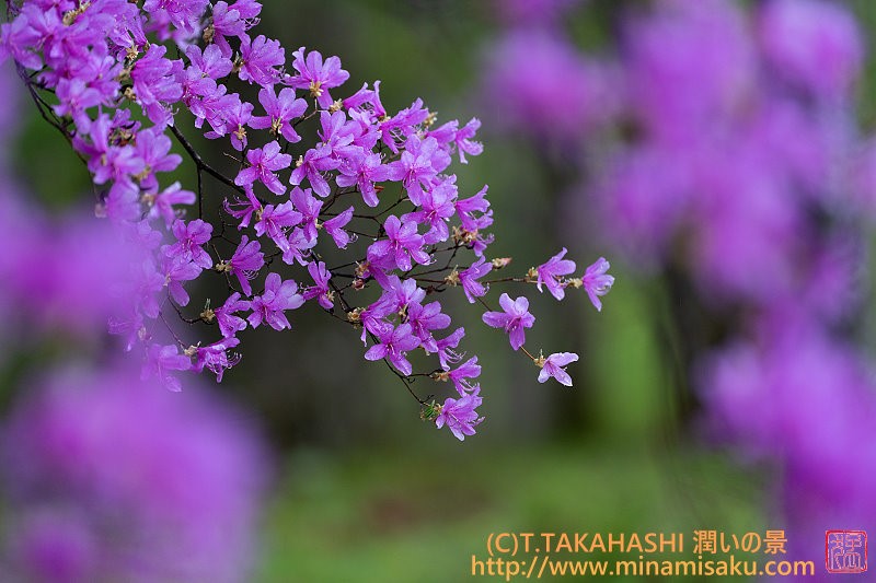 ../Images/7R250517 (17).jpg